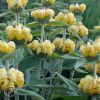 Phlomis Russeliana